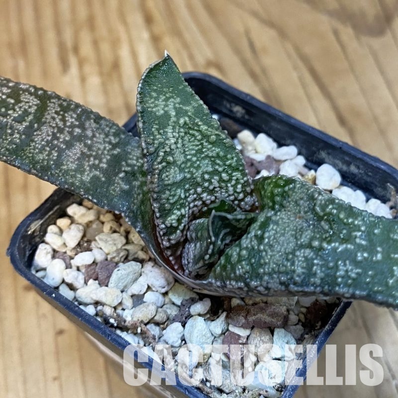 SH29220 Gasteria ellaphieae, seedling 6 years old