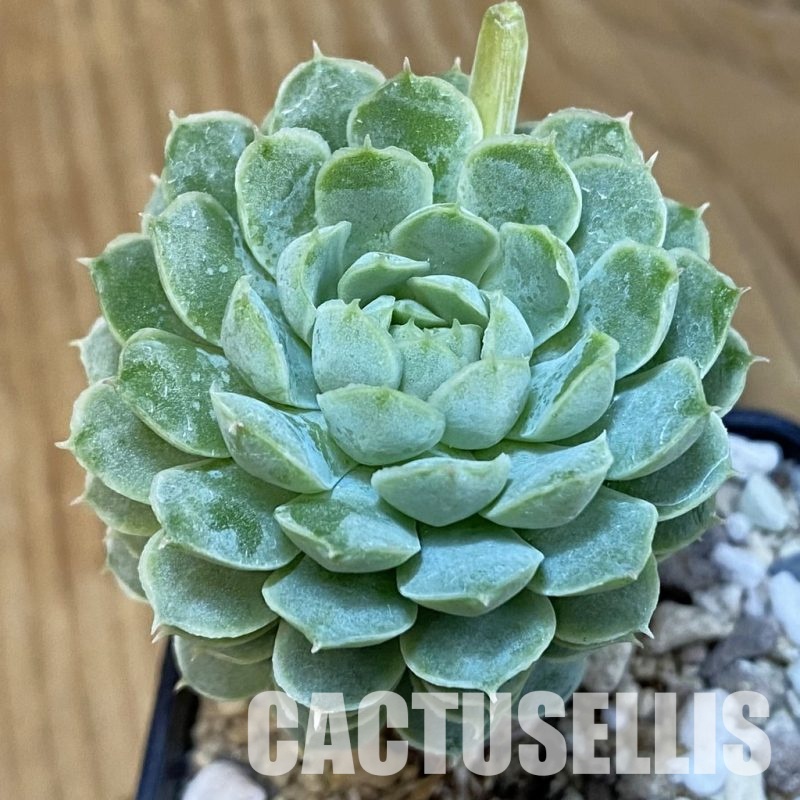 SH29221 Echeveria elegans hybrid