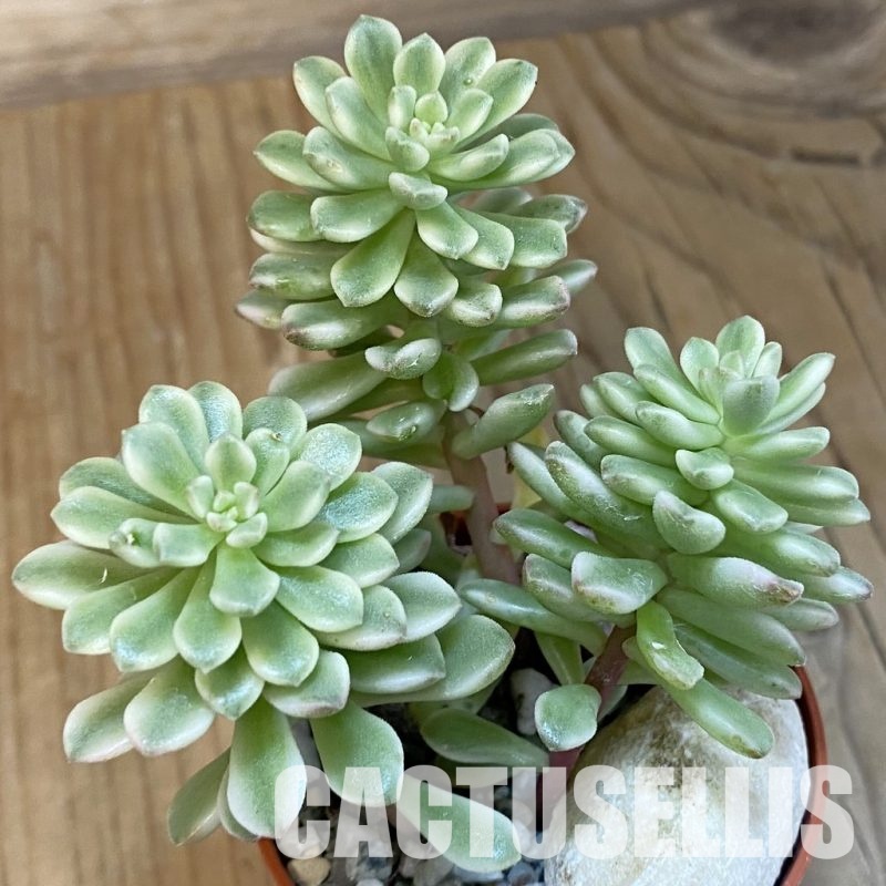 SH29224 Sedum ‘Joyce Tulloch’ f. variegata