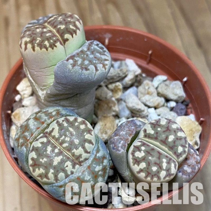 SH29206 Lithops dorotheae, 3 plants, seedling