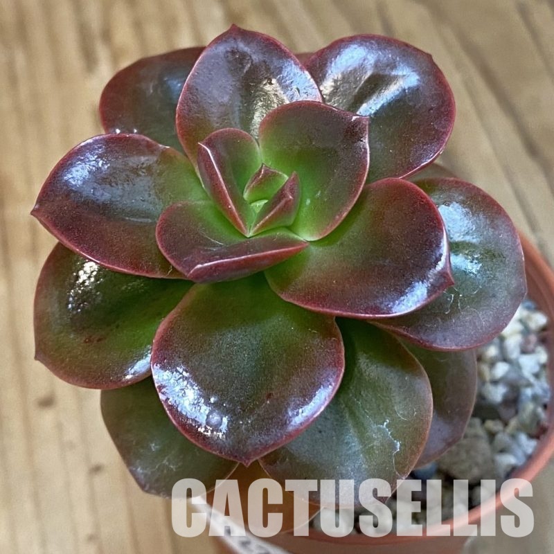 SH29225 Echeveria 'Melaco'