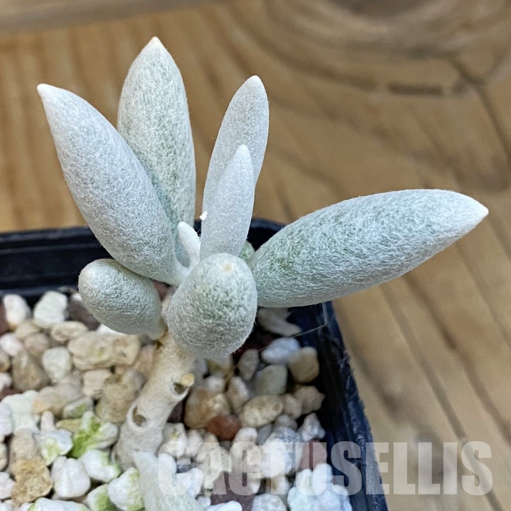 SH29226 Senecio haworthii