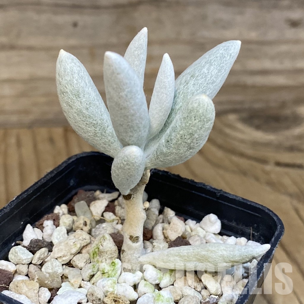 SH29226 Senecio haworthii - immagine 2