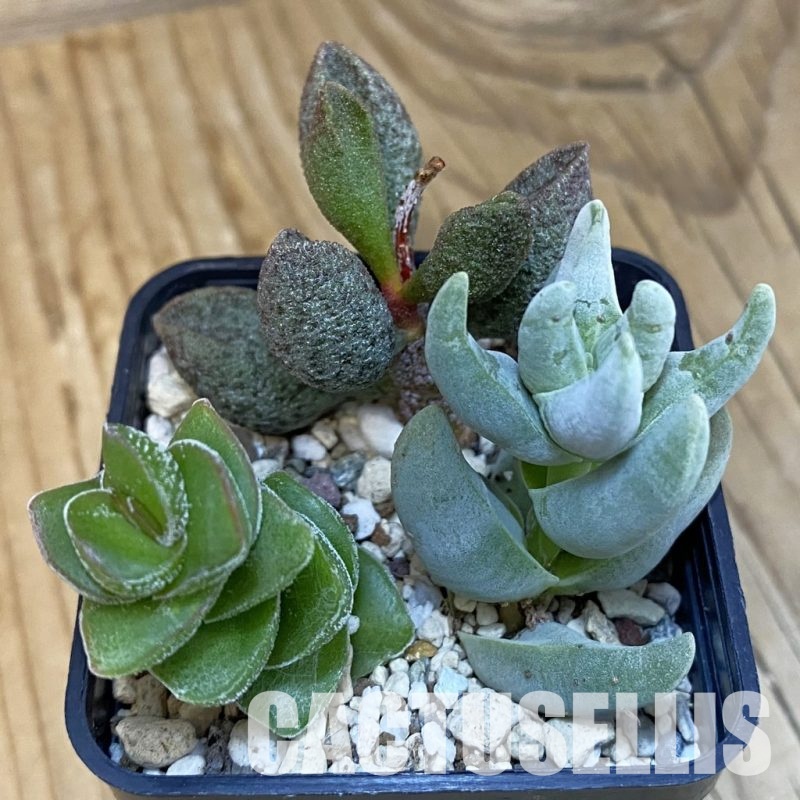 SH29228 Crassula x Adromischus