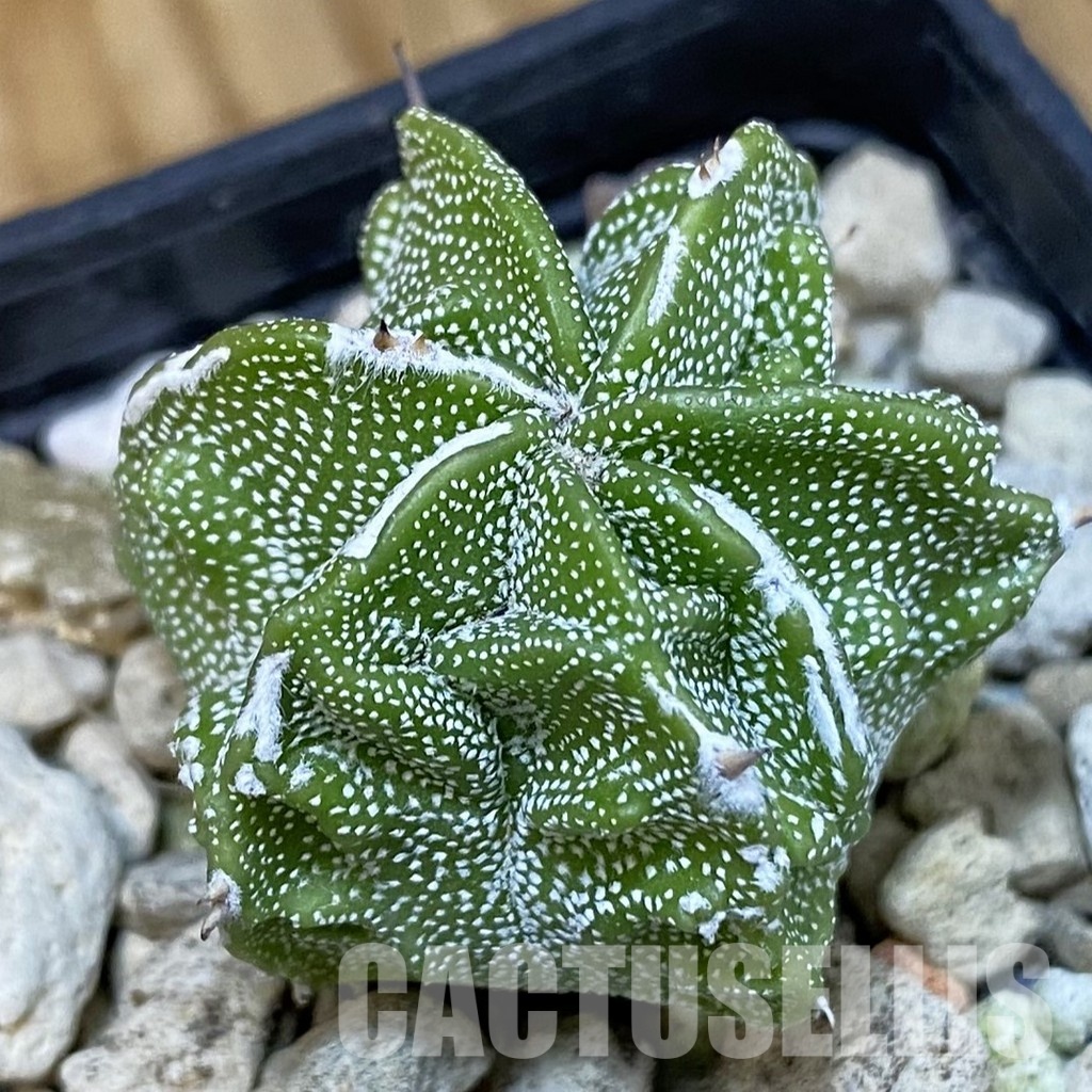 SH29229 Astrophytum myriostigma ‘Fukuryu’
