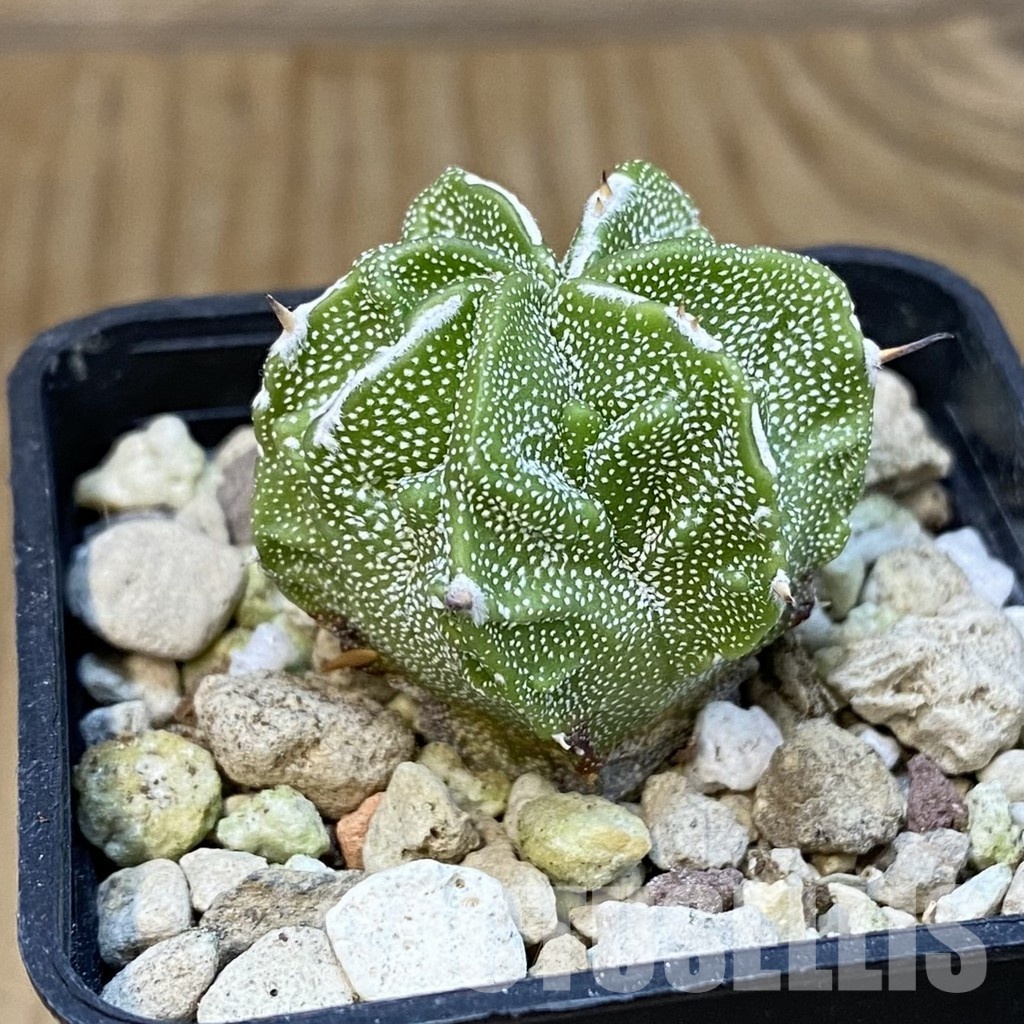 SH29229 Astrophytum myriostigma ‘Fukuryu’ - immagine 2