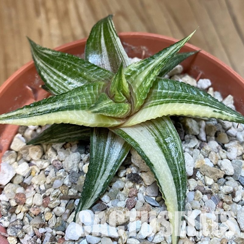 SH29231 Haworthia limifolia f. variegata hybrid
