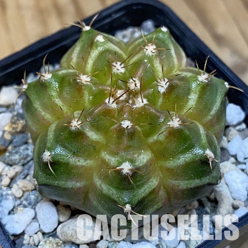 SH29232 Gymnocalycium mihanovichii ‘Neon’ hybrid, seedling