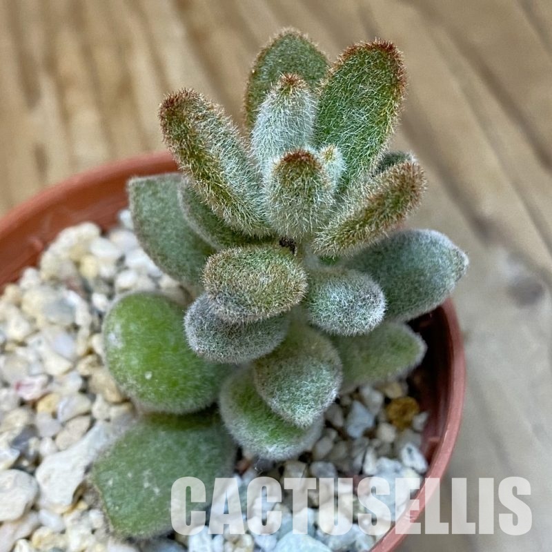 SH29233 Kalanchoe tomentosa 'Chocolate Soldier'