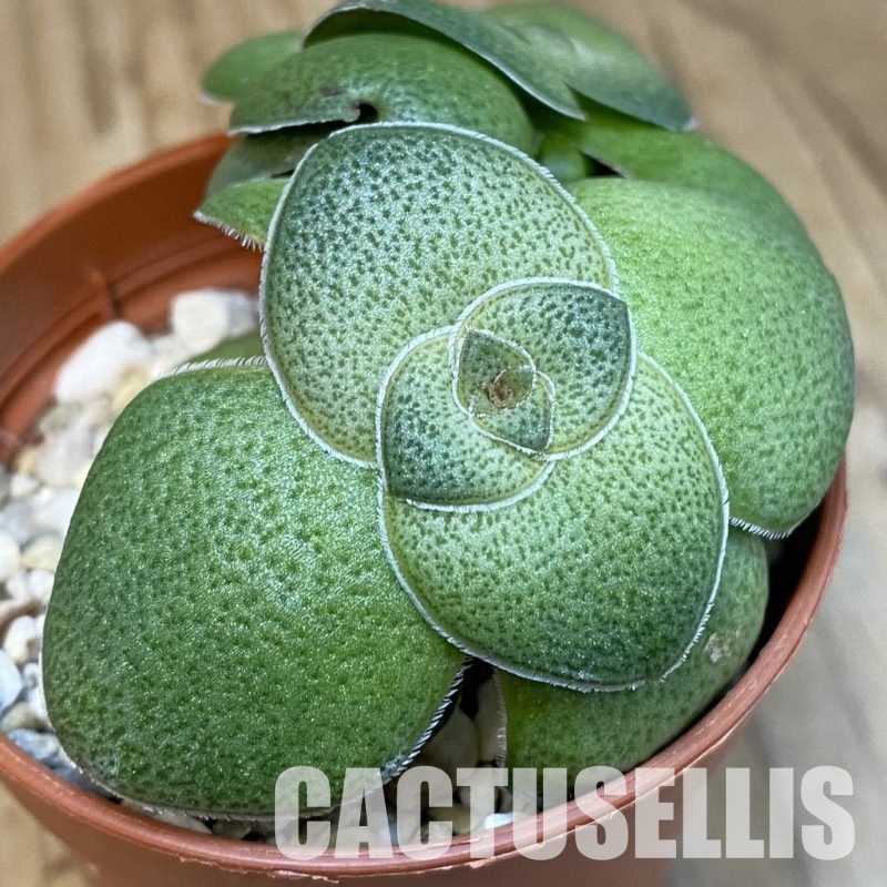 SH29234 Crassula hemisphaerica