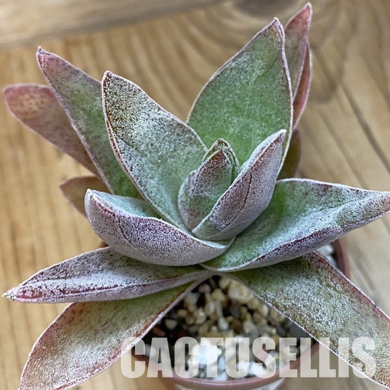 SH29235 Crassula ‘Garnet Lotus’