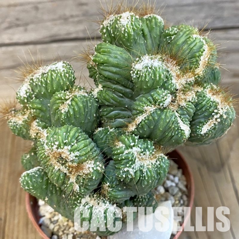 SH29237 Cereus peruvianus ‘Coral’