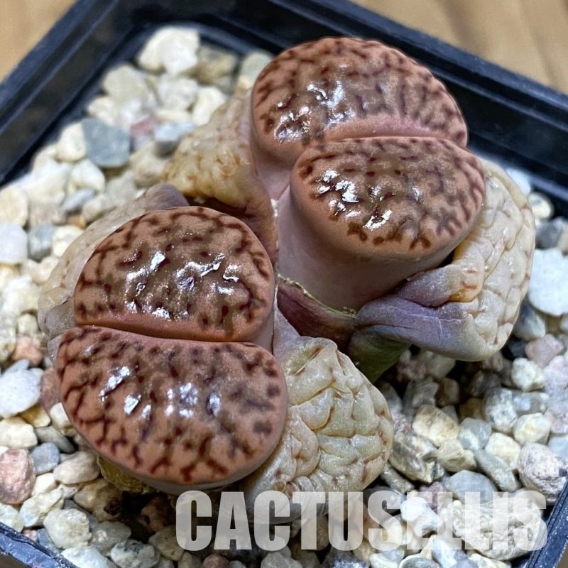 SH29208 Lithops bromfieldii v. mennellii