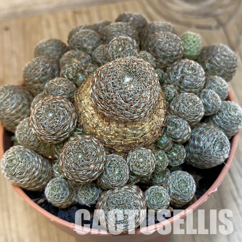 SH29238 Rebutia heliosa v. condorensis