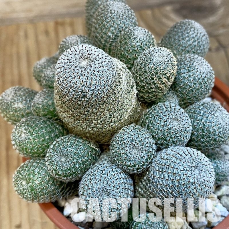 SH29239 Rebutia heliosa