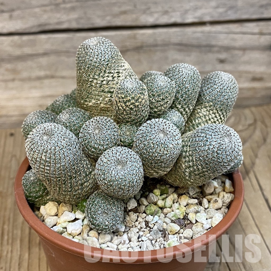 SH29239 Rebutia heliosa - Image 2