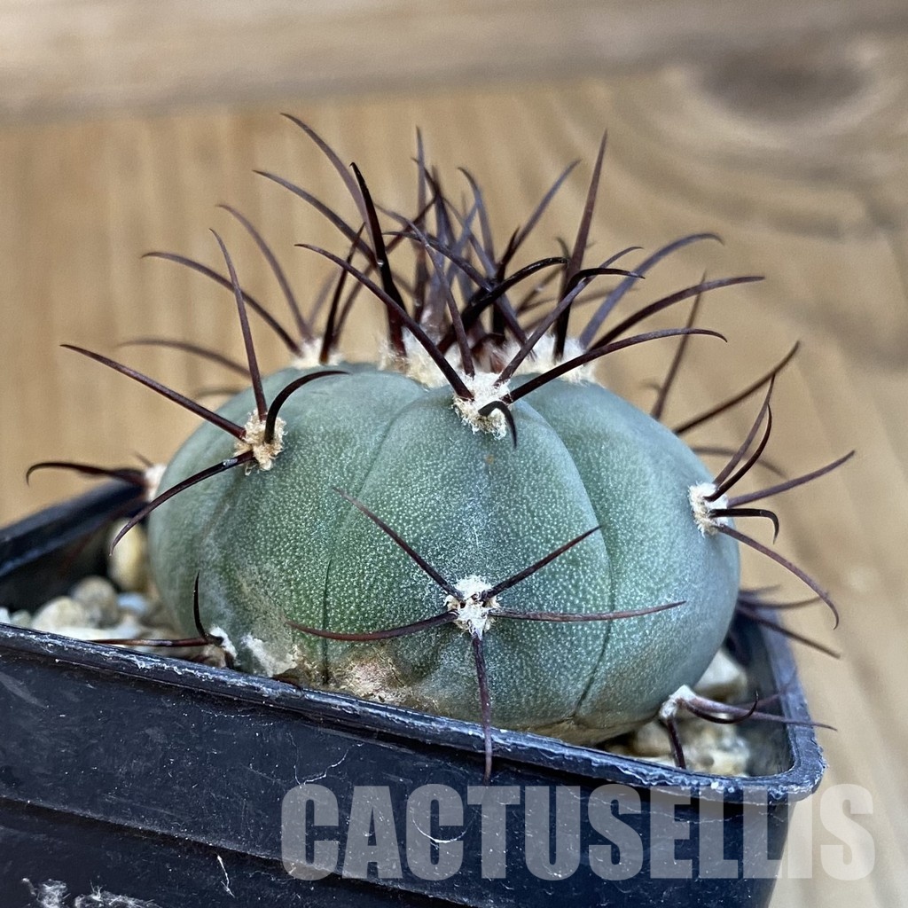 SH2459 Gymnocalycium cabreraense VOS 2122 - Obrázek 2
