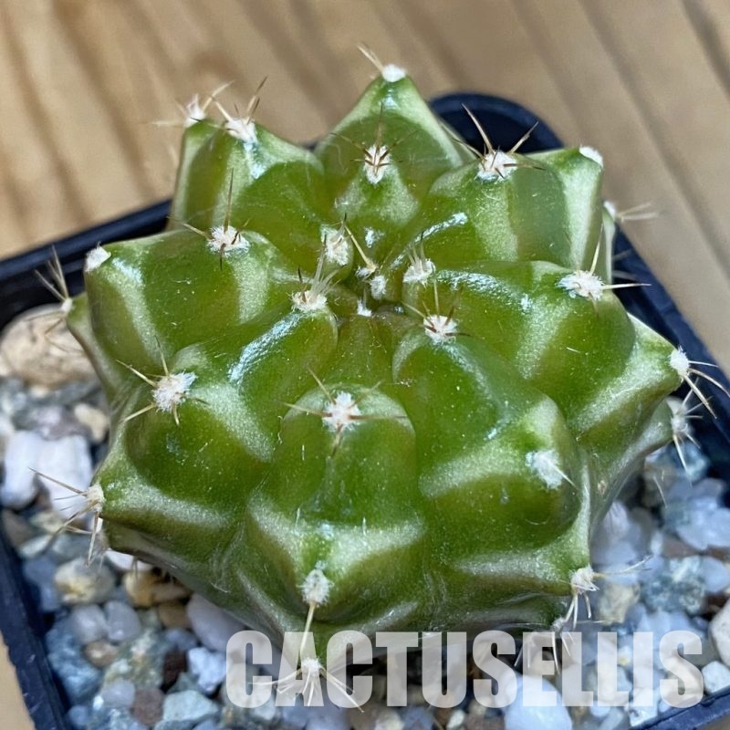 SH19806 Gymnocalycium mihanovichii 'Neon' hybrid