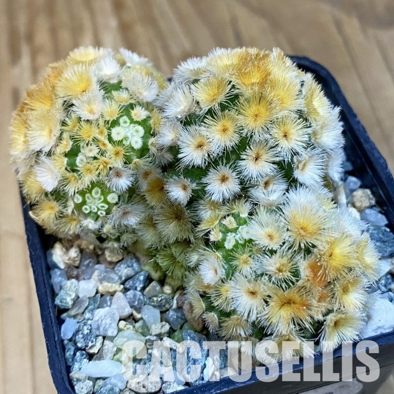 SH20173 Mammillaria carmenae ‘Buddha’