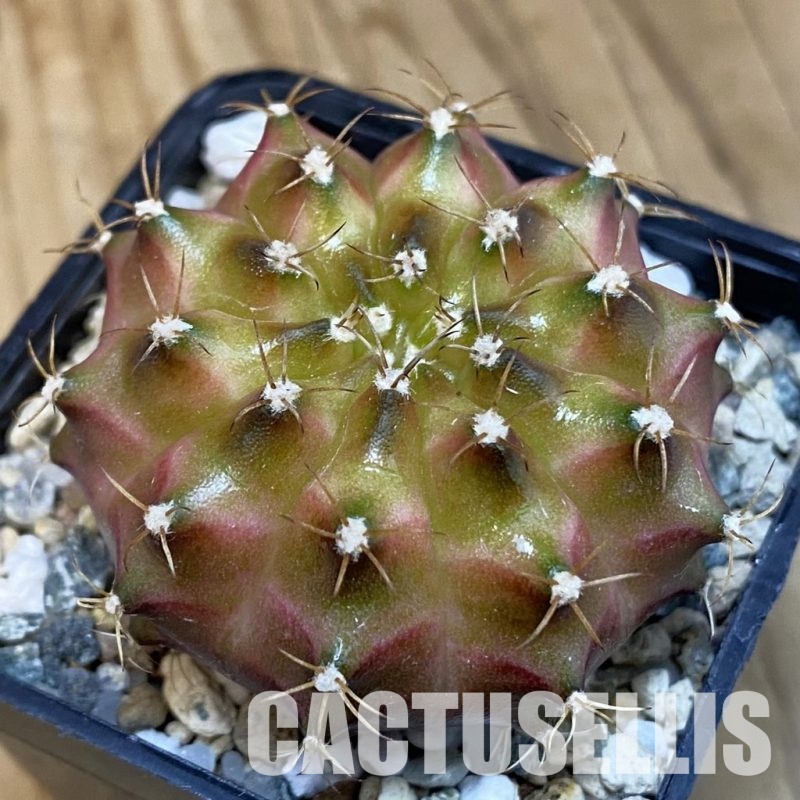 SH20190 Gymnocalycium mihanovichii ‘Neon’ Brown