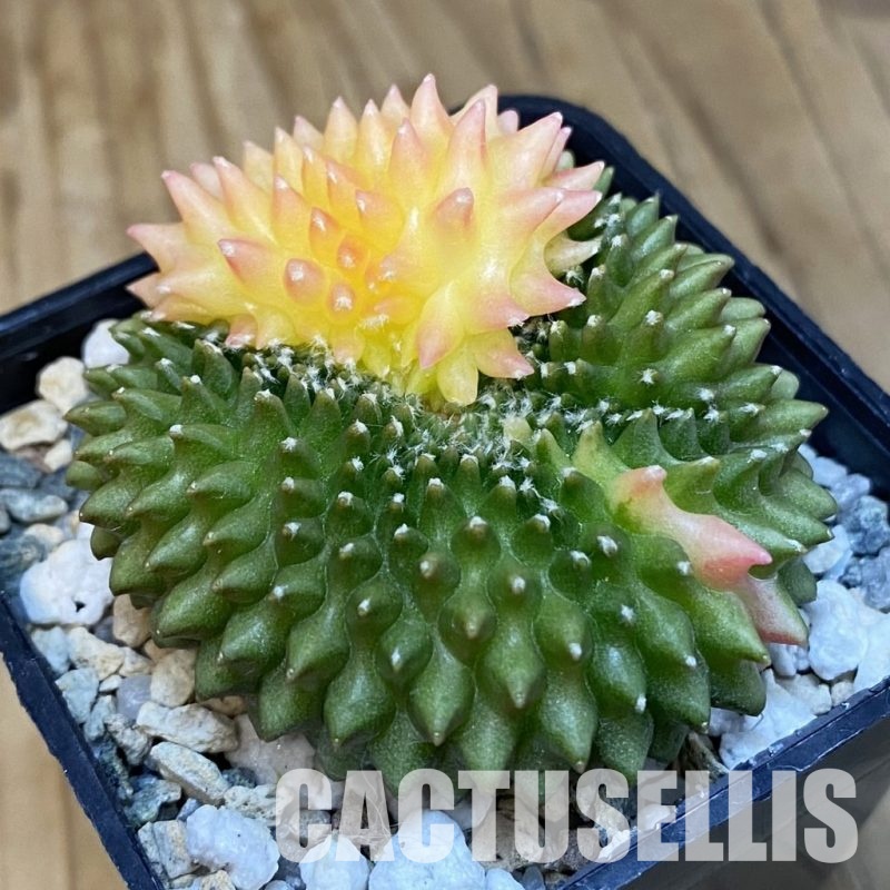 SH20204 Gymnocalycium mihanovichii ‘inermis’ f. variegata cristata