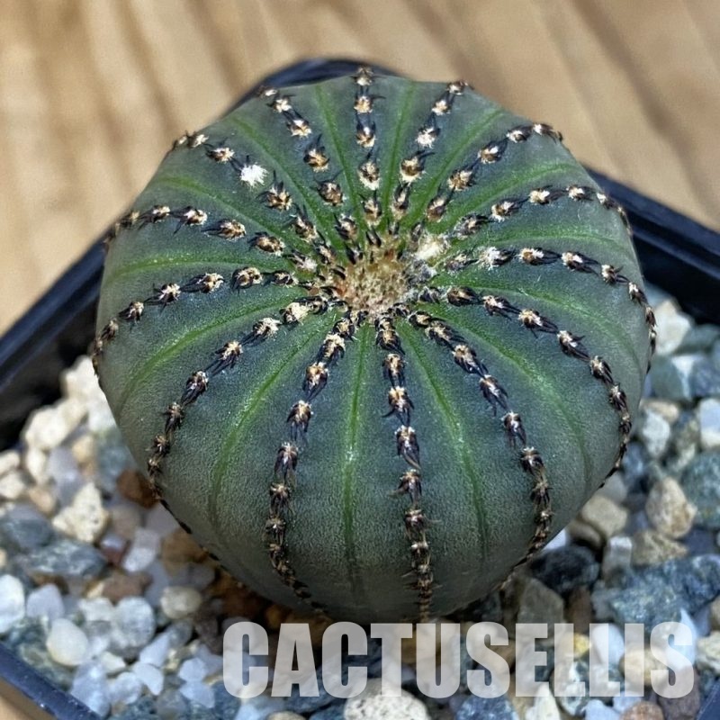 SH20498 Frailea asterioides