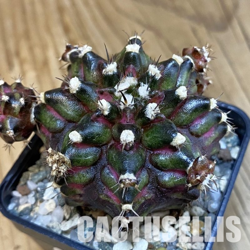 SH20634 Gymnocalycium mihanovichii ‘T-Rex’ hybrid