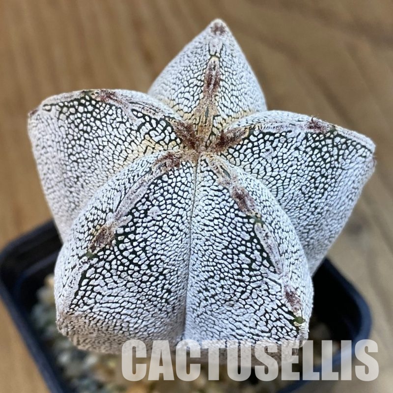 SH4644 Astrophytum myriostigma ‘Onzuka’ V-type
