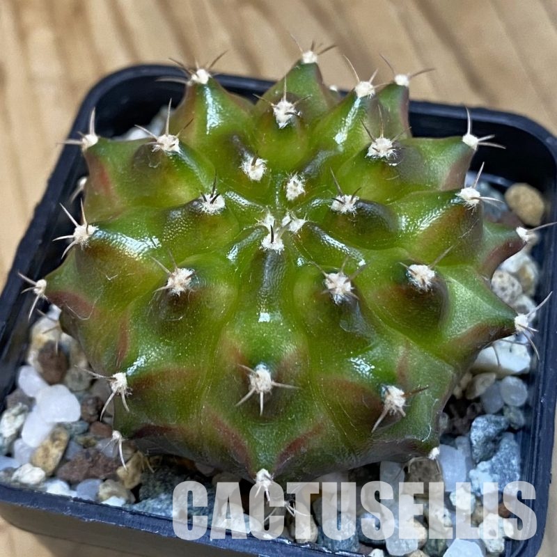 SH20644 Gymnocalycium mihanovichii ‘Neon’