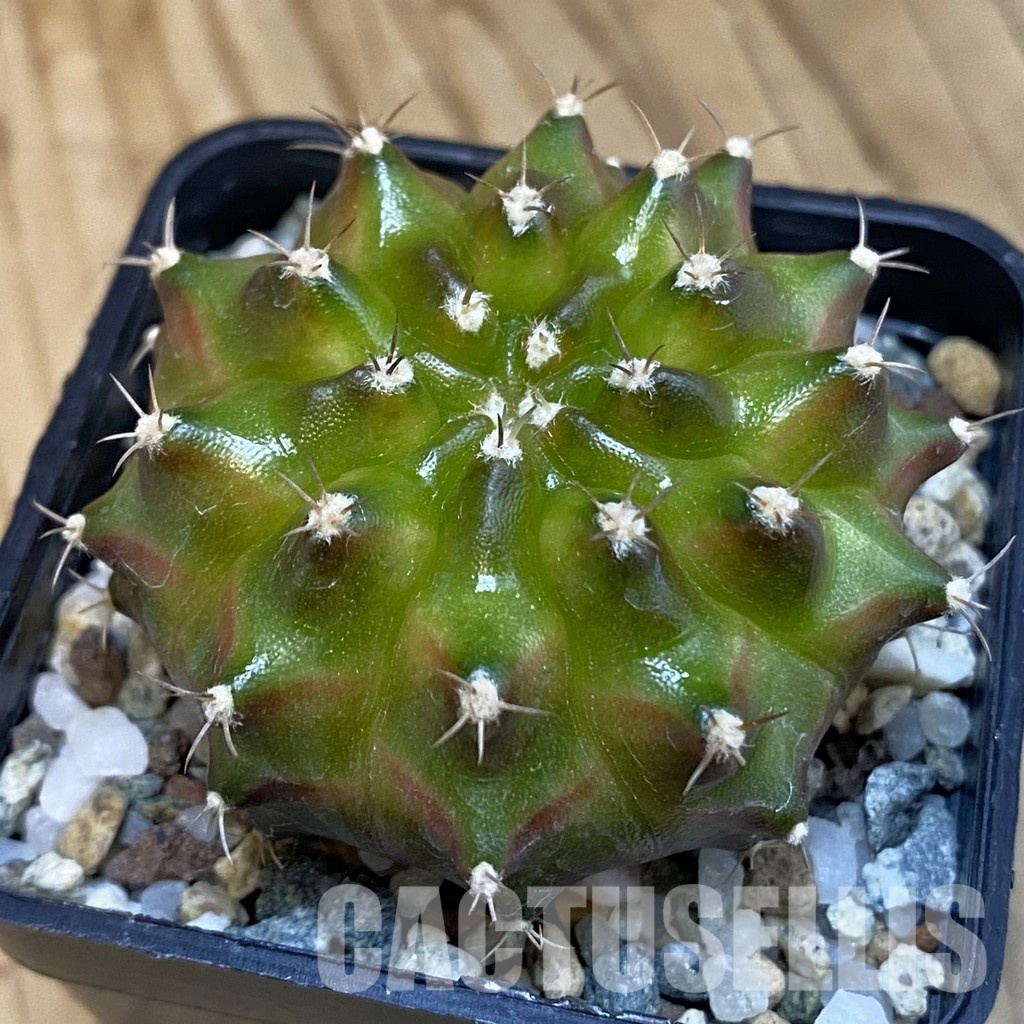 SH20644 Gymnocalycium mihanovichii ‘Neon’
