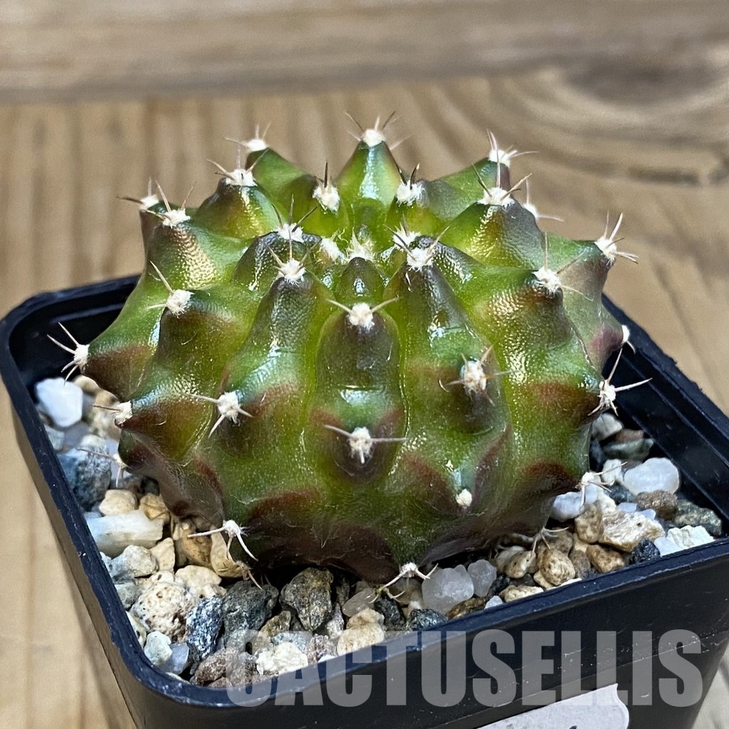 SH20644 Gymnocalycium mihanovichii ‘Neon’ - Imagen 2