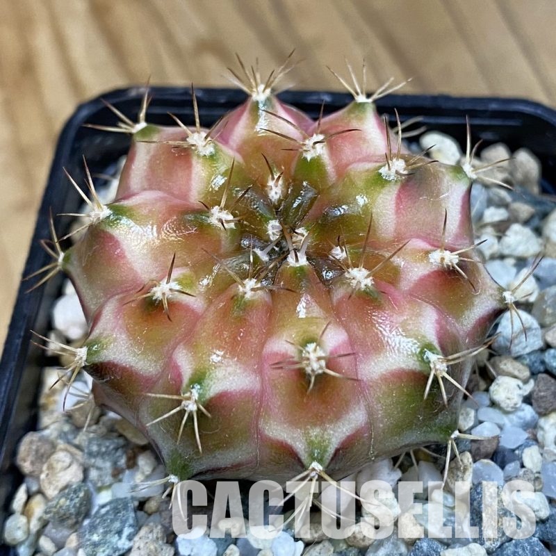 SH20650 Gymnocalycium mihanovichii ‘Neon’