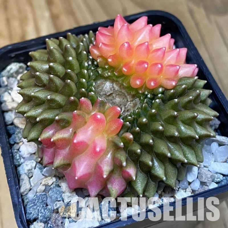 SH20655 Gymnocalycium mihanovichii ‘inermis’ f. variegata