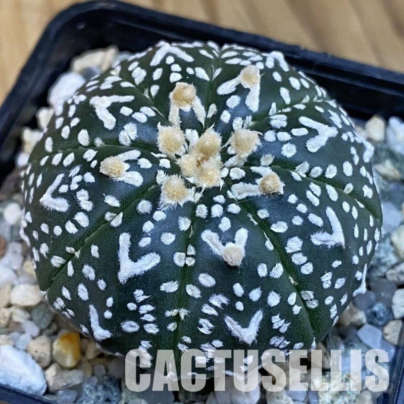SH20864 Astrophytum asterias ‘Super Kabuto’ V-type f. nudum