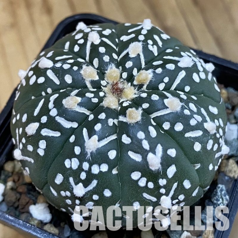 SH20865 Astrophytum asterias ‘Super Kabuto’ V-type f. nudum