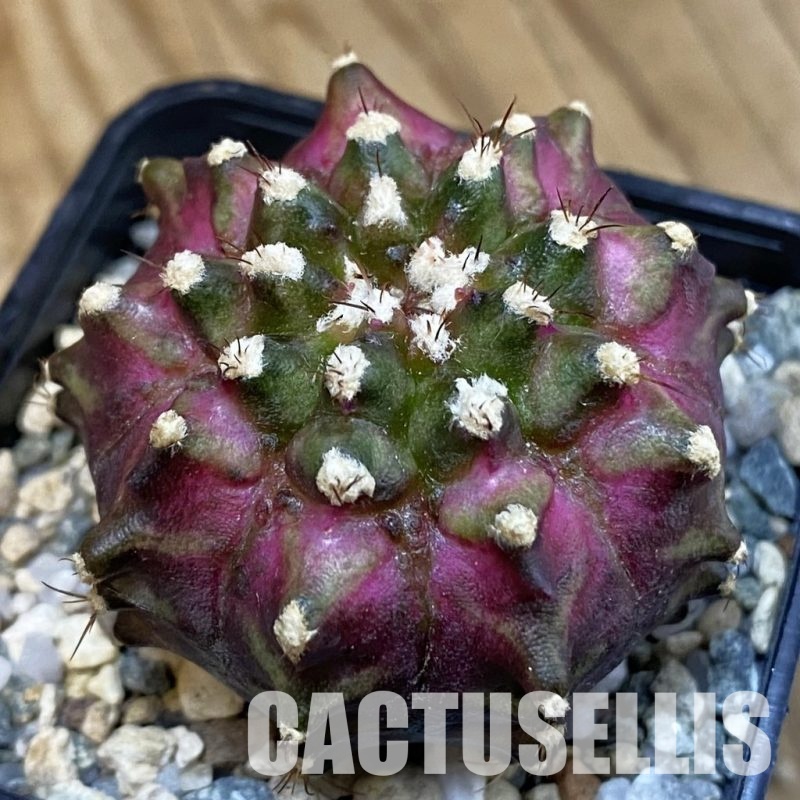 SH20960 Gymnocalycium mihanovichii ‘T-Rex’