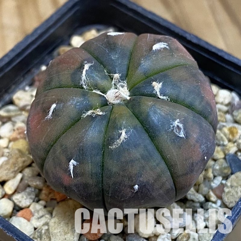 SH20991 Astrophytum asterias ‘Red Purple Skin’ f. variegata