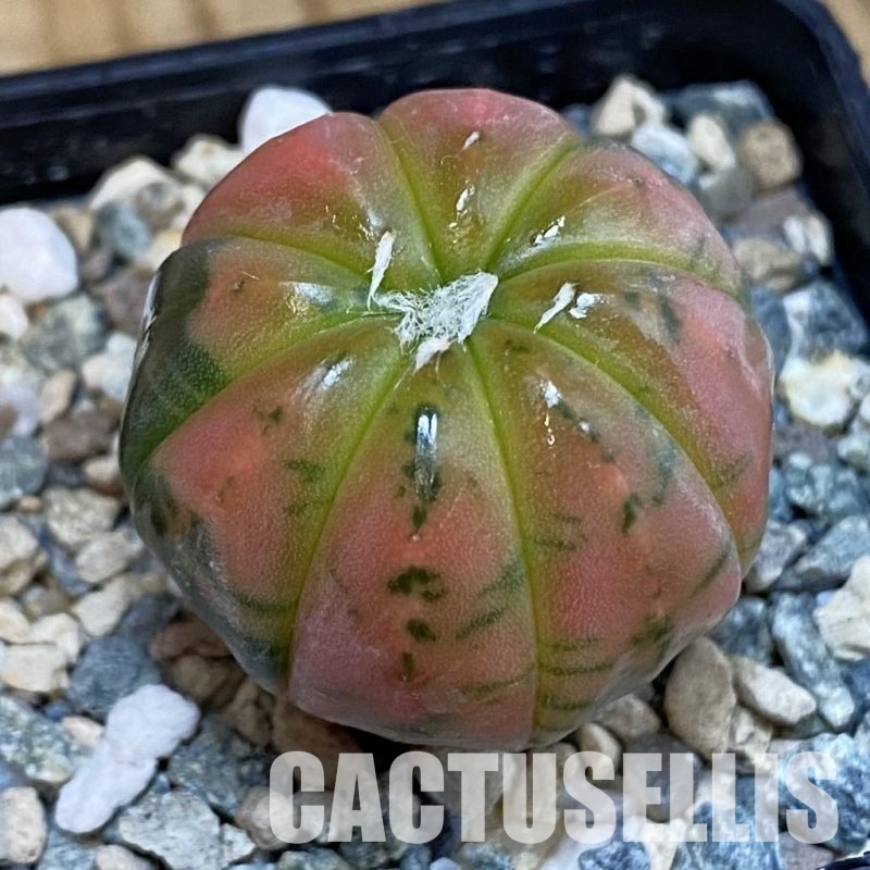 SH21160 Astrophytum asterias ‘Purple Skin’ f. variegata