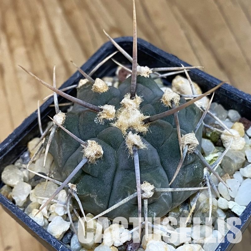 SH4930 Gymnocalycium vatteri -Long spines-