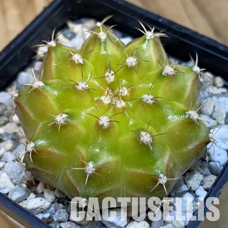 SH21186 Gymnocalycium mihanovichii ‘Neon’ hybrid