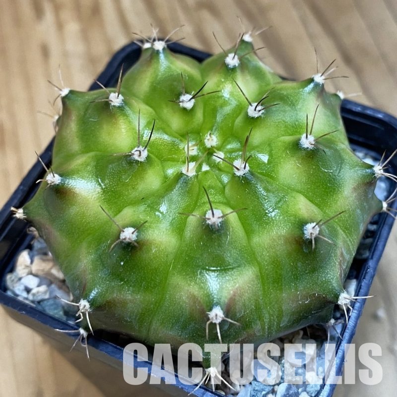 SH21188 Gymnocalycium mihanovichii ‘Neon’ hybrid