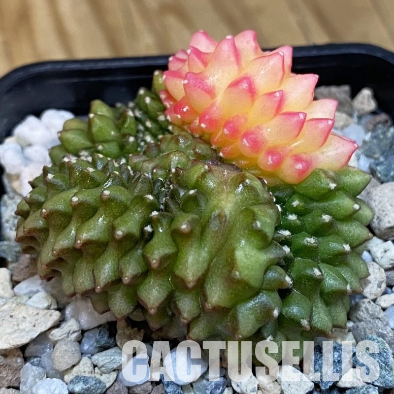 SH21346 Gymnocalycium mihanovichii ‘inermis’ f. variegata