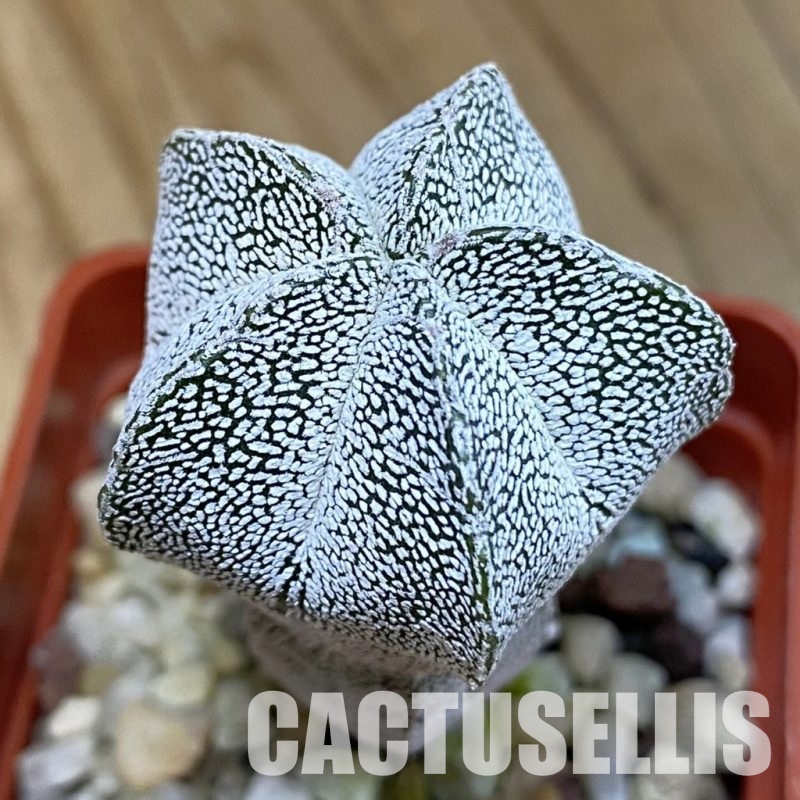 SH21446 Astrophytum myriostigma ‘Onzuka’