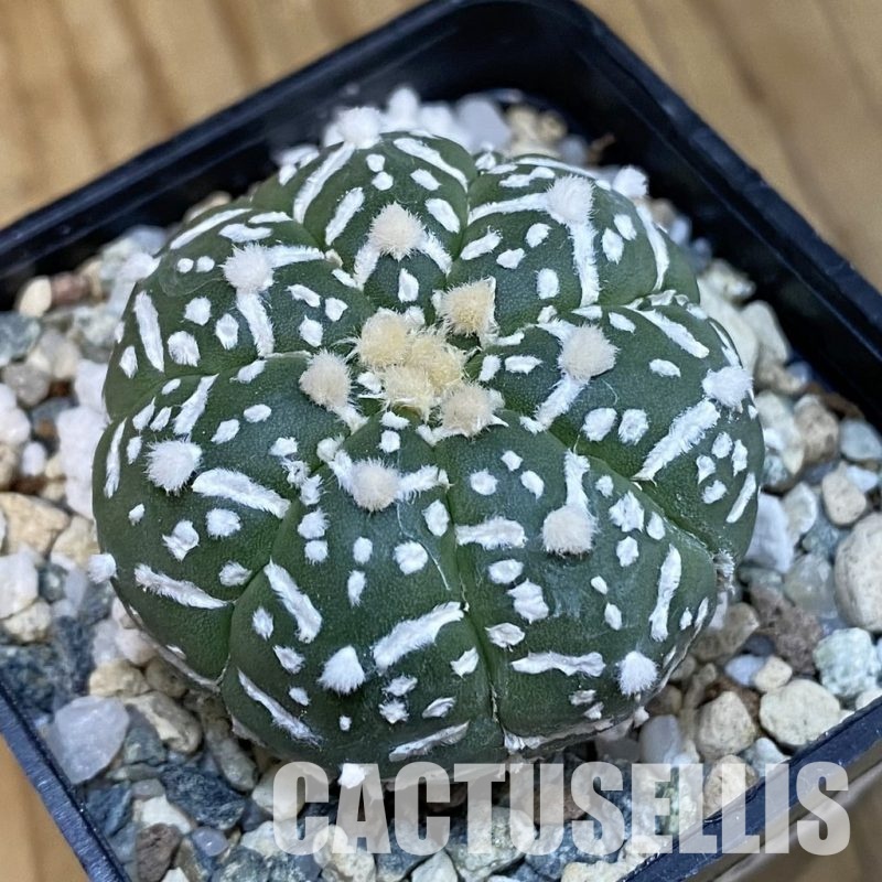 SH21453 Astrophytum asterias ‘Super Kabuto’ V-type f. nudum