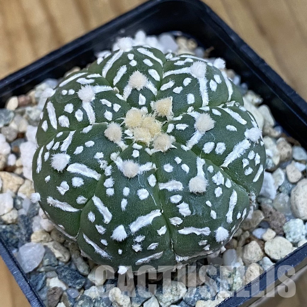 SH21453 Astrophytum asterias ‘Super Kabuto’ V-type f. nudum