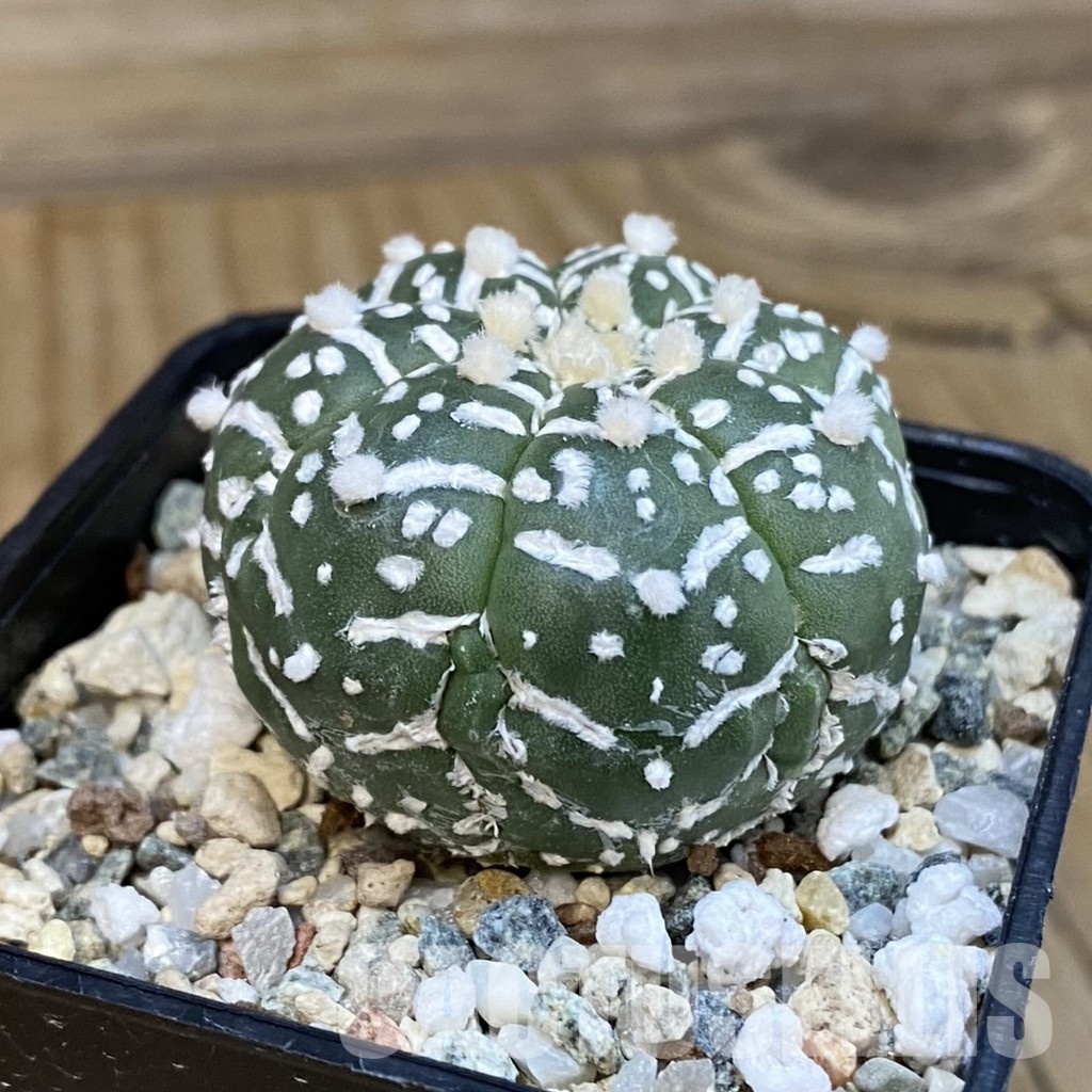 SH21453 Astrophytum asterias ‘Super Kabuto’ V-type f. nudum - immagine 2