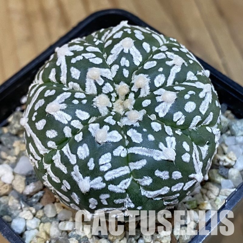 SH21455 Astrophytum asterias ‘Super Kabuto’ V-type