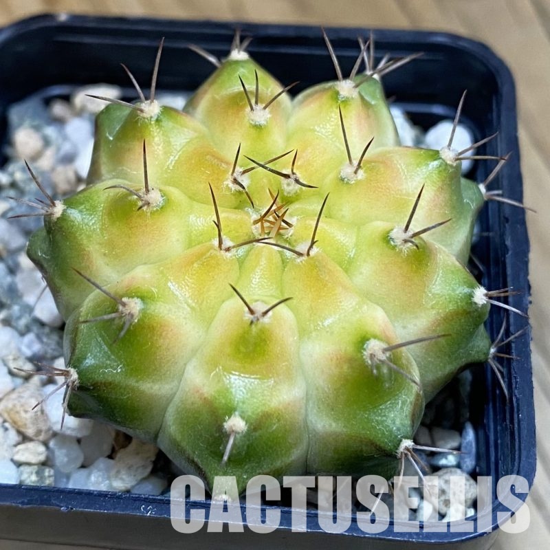 SH21673 Gymnocalycium mihanovichii ‘Neon’ hybrid