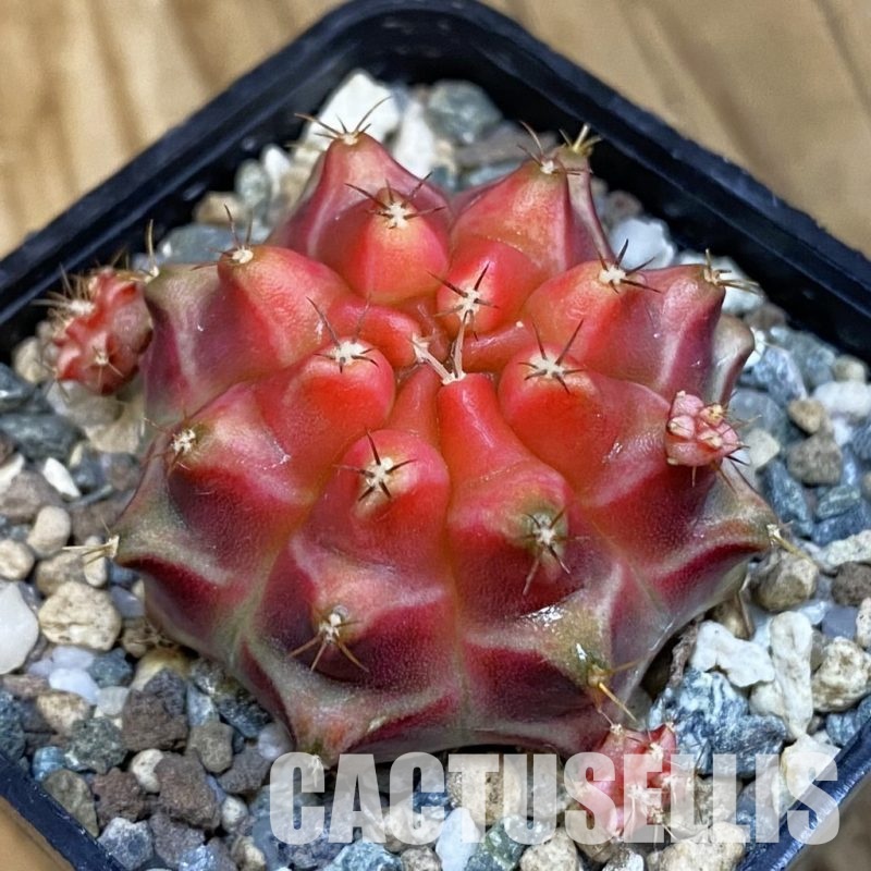SH23283 Gymnocalycium mihanovichii ‘Little Red Riding Hood'