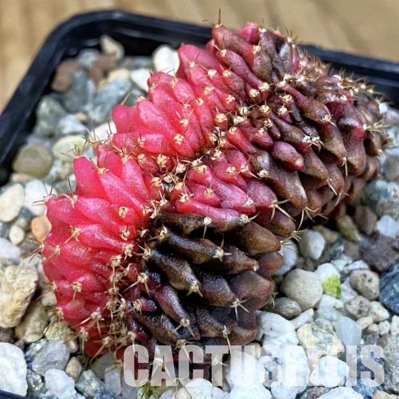 SH23327 Gymnocalycium mihanovichii f. cristata variegata